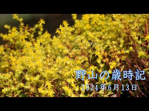 野山の歳時記　近所の道端で咲いていた花など　2024年6月13日