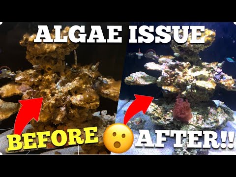 Did We Win the Algae Battle!? 🤷🏻‍♂️