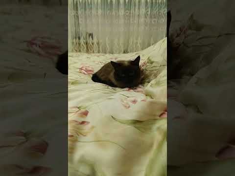 #шортс #shortvideo #subscribe #trending #cat #кошки #a4 #а4топ