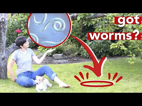 How to EASILY control ticks and fleas w/ BENEFICIAL NEMATODES