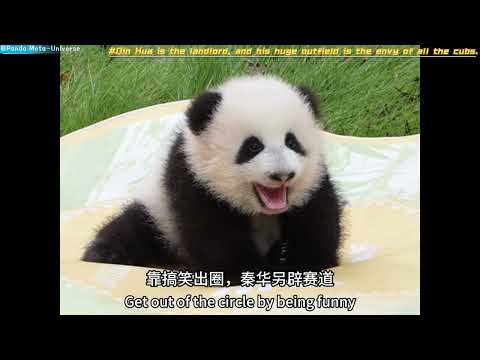 秦华就是地主，超大外场让所以小熊都羡慕 Qin Hua is the landlord, and his huge outfield is the envy of all the cubs#panda