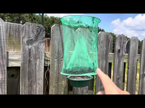 Green mesh fly traps are they really that great!?