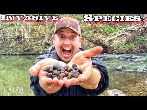 7 Day $100 Walmart Survival Challenge - Day 6 - Catch and Cook Clams River Foraging