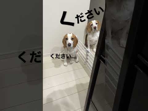 【ビーグル】ご飯ください#shorts #ください#なんかください#ビーグル#ビーグル犬#犬#いぬ#圧