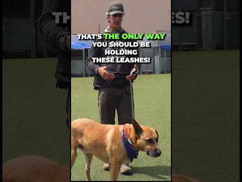 Best Way to Hold Your Dog’s Leash #shorts #dogtraining #dogtrainingtips #leashtraining #dogtrainer