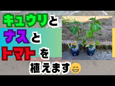 【きゅうり】・【ナス】・【トマト】を植えます😁