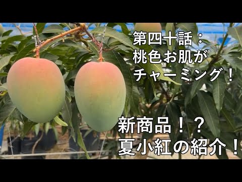 【第四十話】試験栽培しているうちの１品種 〜 新商品！？夏小紅の紹介 〜