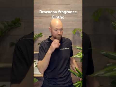 Dracaena fragrance cintho 🪴 #plants #houseplants #potting #reels #garden #plantlover