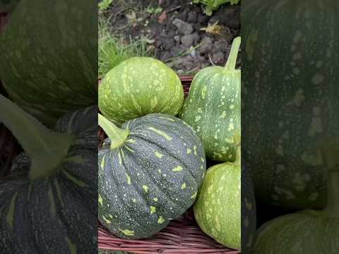 #garden pumpkin #vegetables #youtubeshorts #shortsvideo