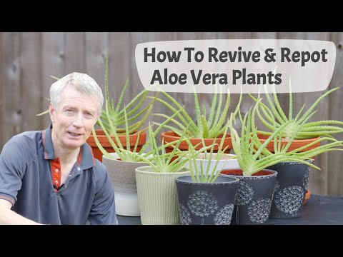 How To Revive And Repot Aloe Vera Plants - Transforming Overgrown Aloe Vera Into Attractive Plants.