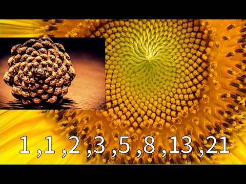 大自然的數學密碼：Fibonacci Numbers