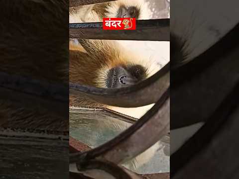 बंदर आया मेरे खिड़की पर 🐒😁🔥| #trending #viralvideo #youtubeshorts #monkey