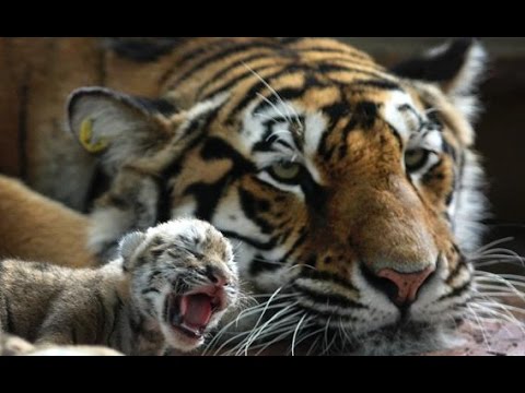 John Stossel - Way of the Tiger Mom