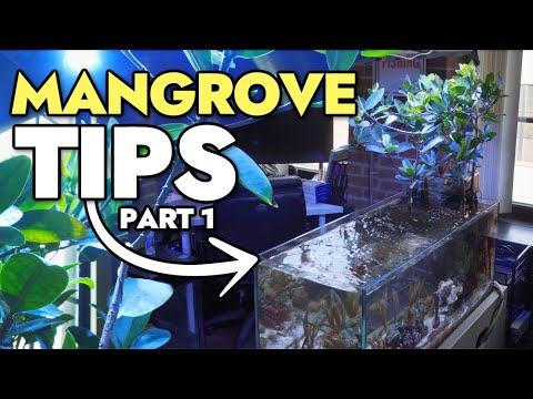 Growing Mangroves in Your Reef Aquarium - Tips & Tricks!