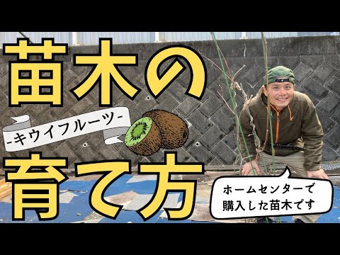 良くわかる！キウイの苗木の育て方　-ホームセンターで買った苗木-【ファームハウスみどり】