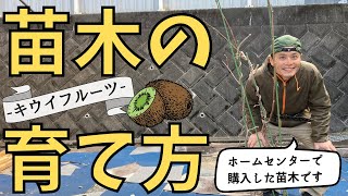 良くわかる！キウイの苗木の育て方　-ホームセンターで買った苗木-【ファームハウスみどり】