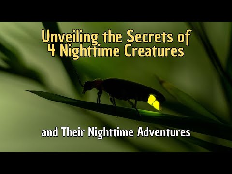 4 Enigmatic Nocturnal Animals and Their Nighttime Adventures