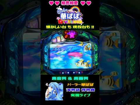 こちらは正真正銘の🎯大当り濃厚🎯🐠魚群＋巨大魚系リーチ🐠✨初代・巨大魚系・カジキリーチ✨【 パーラー華ぱぱ・海物語 博物館 】ショート動画 #shorts