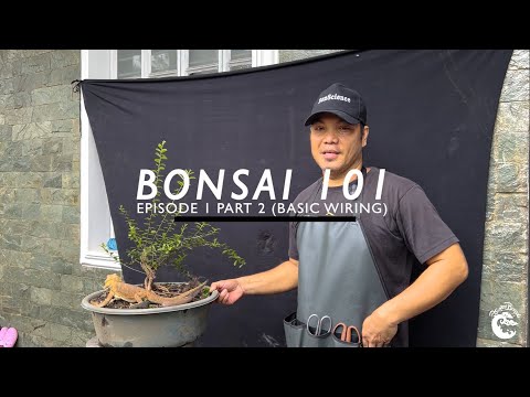 BONSAI 101 EPISODE 1 CREATING DEPTH AND BASIC WIRING ON A PUERTO RICAN BOXWOOD (PART 2)