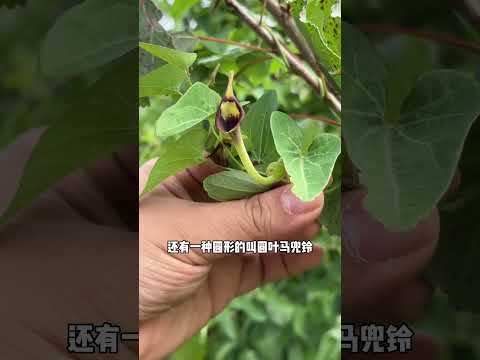 马兜铃的藤叫天仙藤，它的根叫青木香，属于多年生草质藤本植物，因含有马兜铃酸已被禁用。不知道您的家乡还有这种植物吗？植物科普 马兜铃 马兜铃酸