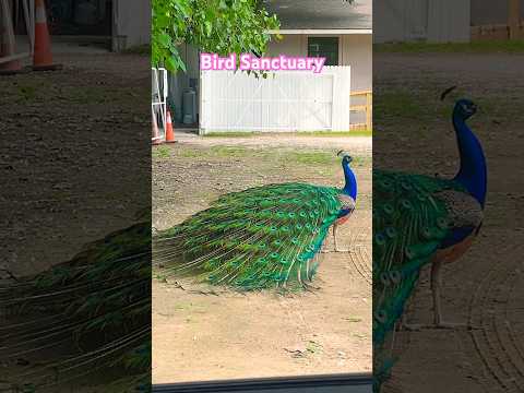 #peacock #peacockdance #peacocks #texas #countrylife #precious #orangecat #peacockfeathers #toebeans