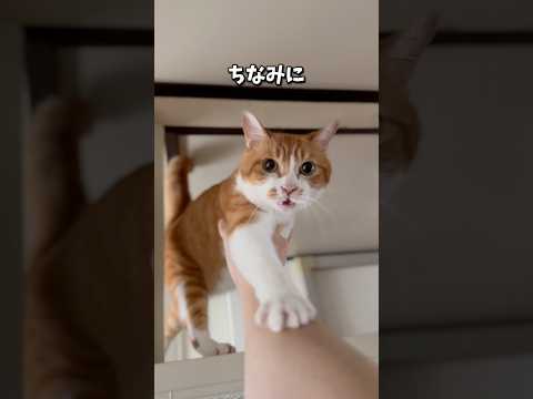 この家最後の下りれにゃいルカ🐾