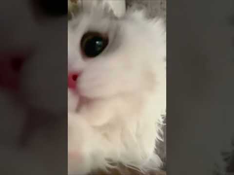 恭喜你获得小猫叫醒服务 #中国 #cute #cat