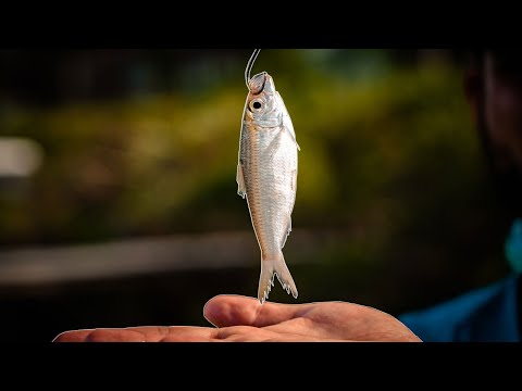 Chumming Along Mangrove Shorelines for Redfish & Snook