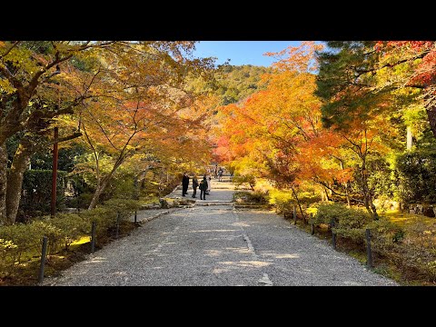 嵐山二尊院的紅葉 / Red Leaves @Nison-in on 11-19-2023