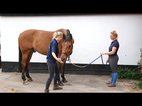 Horse Exercises | Base of Neck Stretch