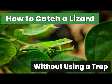 Hacks and Tips: How to Catch a Lizard Without Using a Trap!