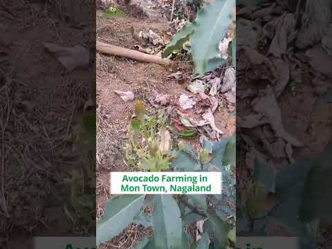 Avocado Farming in Mon Town, Nagaland | +91-6268643227 #indoisraelavocado #harshitgodha