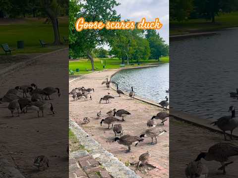 Goose scares duck | Horizons_視野 | geese | swan lake | Richmond, VA | Byrd Park | Virginia