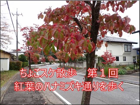 ちょこスケ散歩　紅葉のハナミズキ通りを歩く#散歩#高碕市#老人の一日#人生感悟