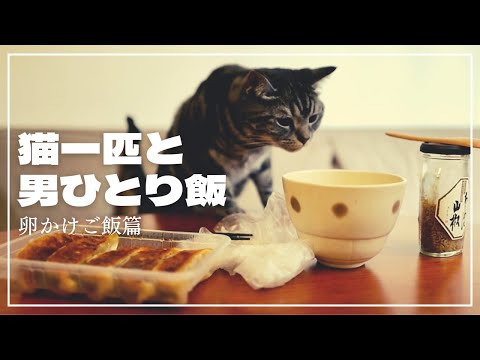 妻不在につき、愛猫に見守られながら卵かけご飯をかきこむ。【猫一匹と男ひとり飯】