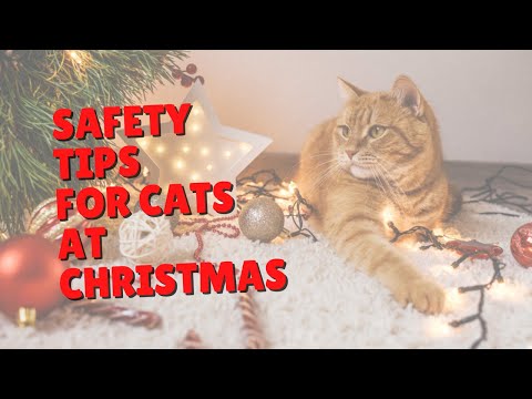 Unsafe Holiday Decorations for Cats | Two Crazy Cat Ladies