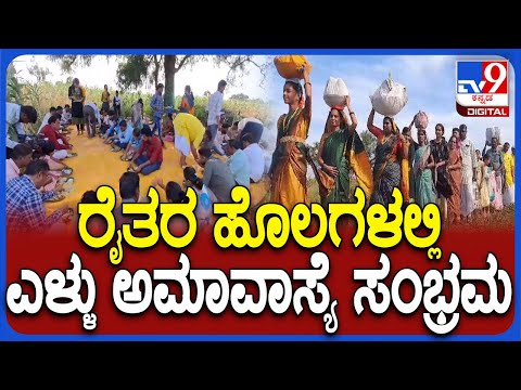 Yellamavasye: ಬಾಗಲಕೋಟೆ ಜಿಲ್ಲಾದ್ಯಂತ ಜಮೀನುಗಳಲ್ಲಿ ಎಳ್ಳು ಅಮಾವಾಸ್ಯೆ ಹಬ್ಬದ ಸಂಭ್ರಮ   | #TV9D