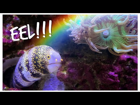 We Add a Snowflake Eel and Radiata Lionfish to Gordon’s Red Sea Reefer 250 - Predator Tank Update