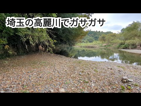 【ガサガサ】高麗川ででっかいあの魚が採れた！