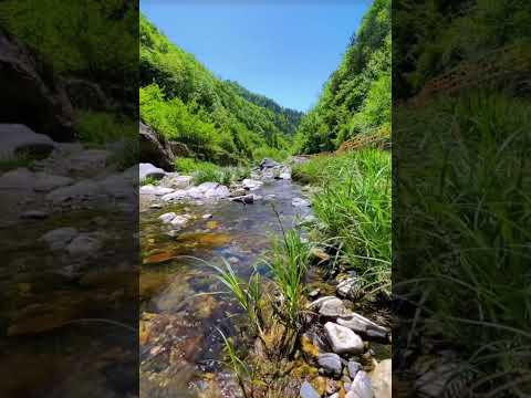 Beautiful small stream in the forest #forestcamping #foreststream #stream #naturelovers #nature