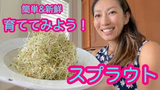 【ヤミツキ食感！】私の簡単スプラウト育てルーティーン。ハワイで人気のビーガン&ローフード。 #009