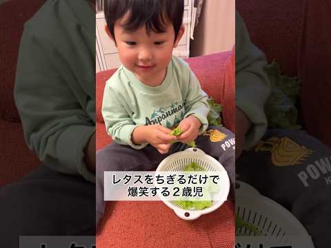 レタスをちぎっているだけなのに爆笑する2歳11ヶ月 #shorts #2歳児