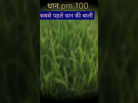 धान में बाली निकल गई #धान #वायरल #pm 100# धान सबसे कम दिन का #tej kisan #vairal video #trending