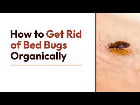 4 Organic Ways to Get Rid of Bed Bugs at Home | The Guardians Choice