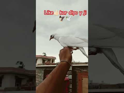 #pigeon #shorts #kabuterlover #youtubeshorts #likeandsubscribe #pigeonlover#pigeonloversihs