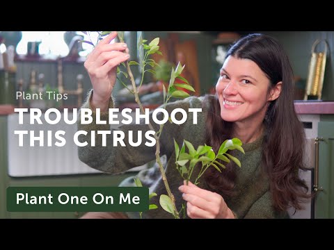 YELLOW LEAVES? Leaf Drop? Troubleshoot a CITRUS — Ep. 350