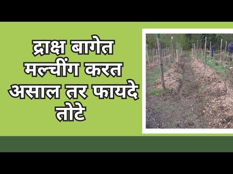 shetkari majha  | द्राक्ष बागेत मल्चीग   करत असाल तर फायदे तोटे