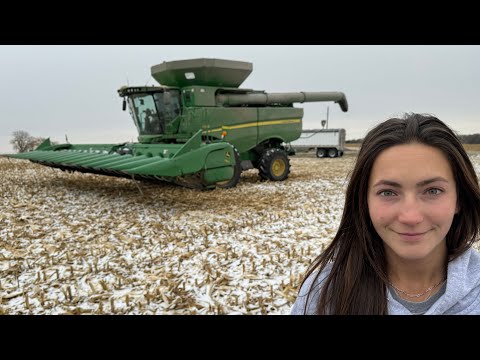 Our Corn Got Snowed On!