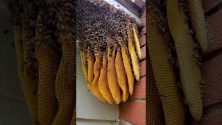 this was the biggest open air hive we've ever seen! 50k bees! #shorts #animals #nature #bugs