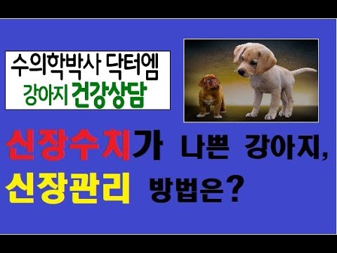 고기 많이 먹는 강아지 신장 건강 관리 방법.